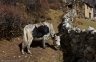 nepal-9832.jpg - 